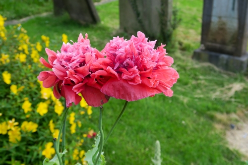 08 Thea website 2019